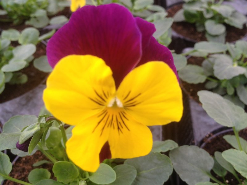 Viola ricadente violetto/giallo