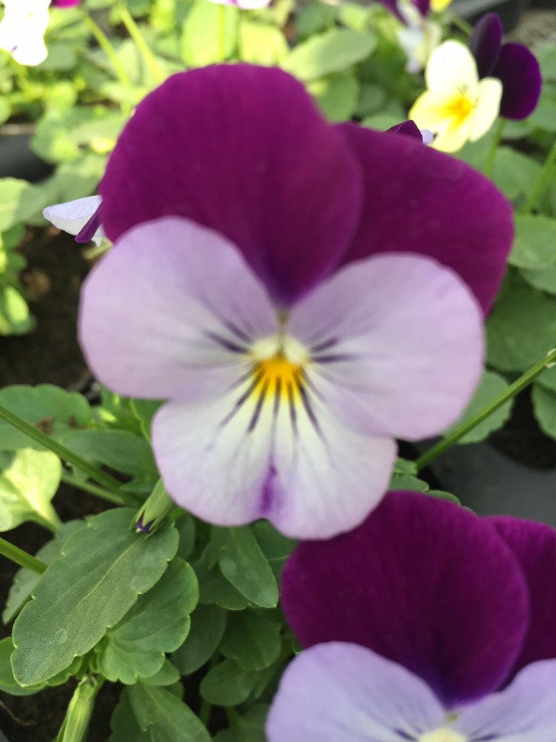 Viola cornuta violetto-viola
