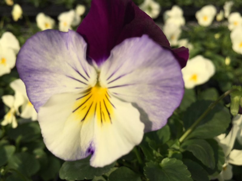 Viola ricadente bianco-violetto
