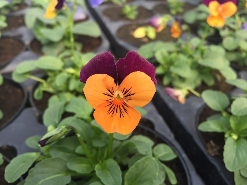 Viola cornuta arancio-viola